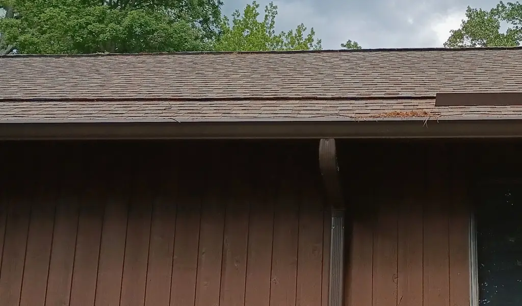Shingle roof edge above a dark gutter holding pine needles